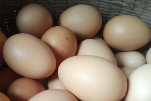 2018年农家土鸡蛋多少钱一个