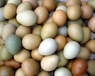 2018年正宗农村散养土鸡蛋价格多少钱一个