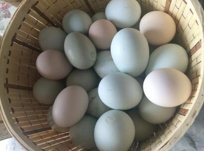 正宗土鸡蛋价格多少钱一斤