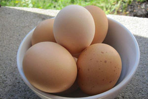 土鸡蛋和普通鸡蛋的营养区别