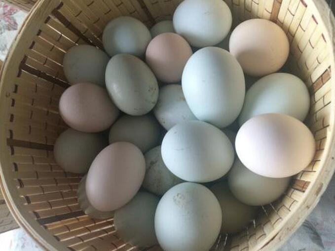 正宗土鸡蛋多少钱一斤.jpg