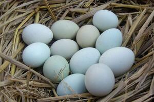 正宗散养土鸡蛋价格多少钱一斤