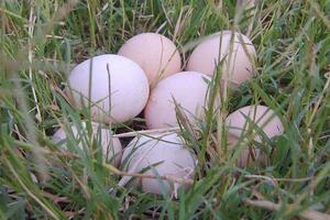 散养土鸡蛋的营养价值有哪些