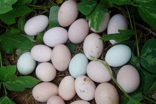土鸡蛋价格多少钱一斤