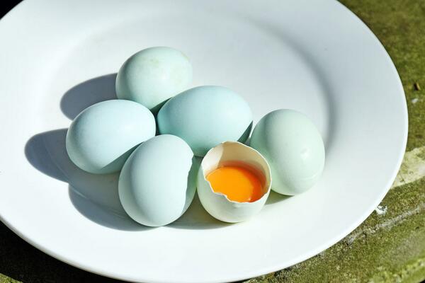 绿壳土鸡蛋的营养价值.jpg