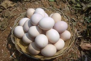 农家土鸡蛋的营养价值
