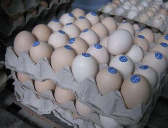 从土鸡蛋价格来辨别土鸡蛋真假
