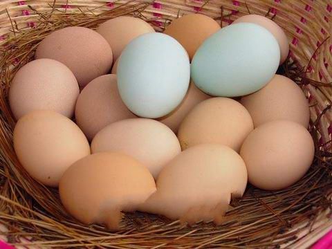 土鸡蛋一天吃几个最好？.jpg